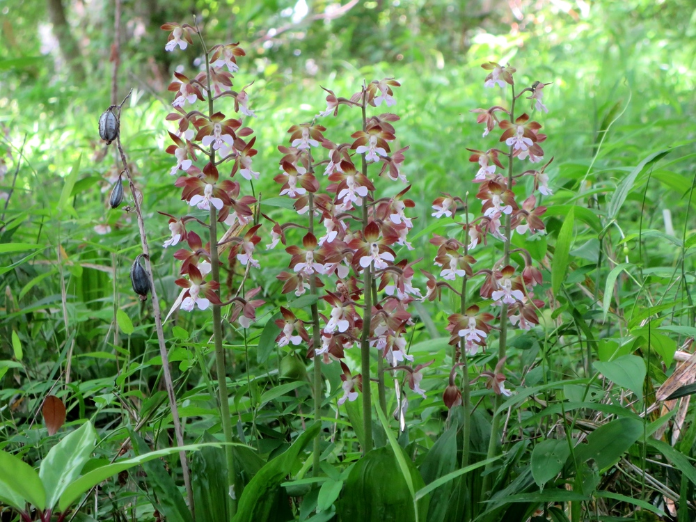 ジエビネ (Calanthe discolor) - Ranyuen