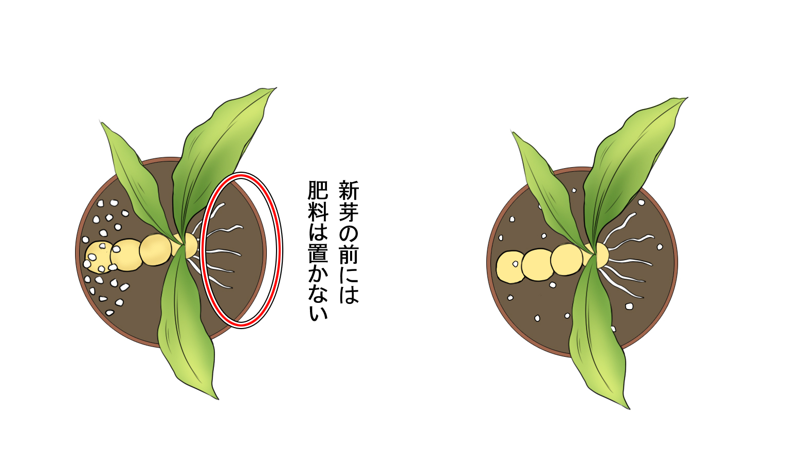 エビネ 新芽の前は避ける。 - 蘭裕園