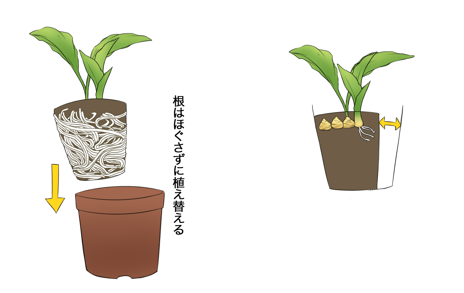 エビネ 株の前 (新芽の前) を広くあけて植える。 - 蘭裕園