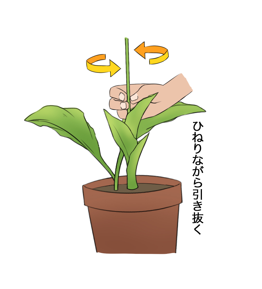 エビネの花茎はねじるようにして引き抜く - 蘭裕園